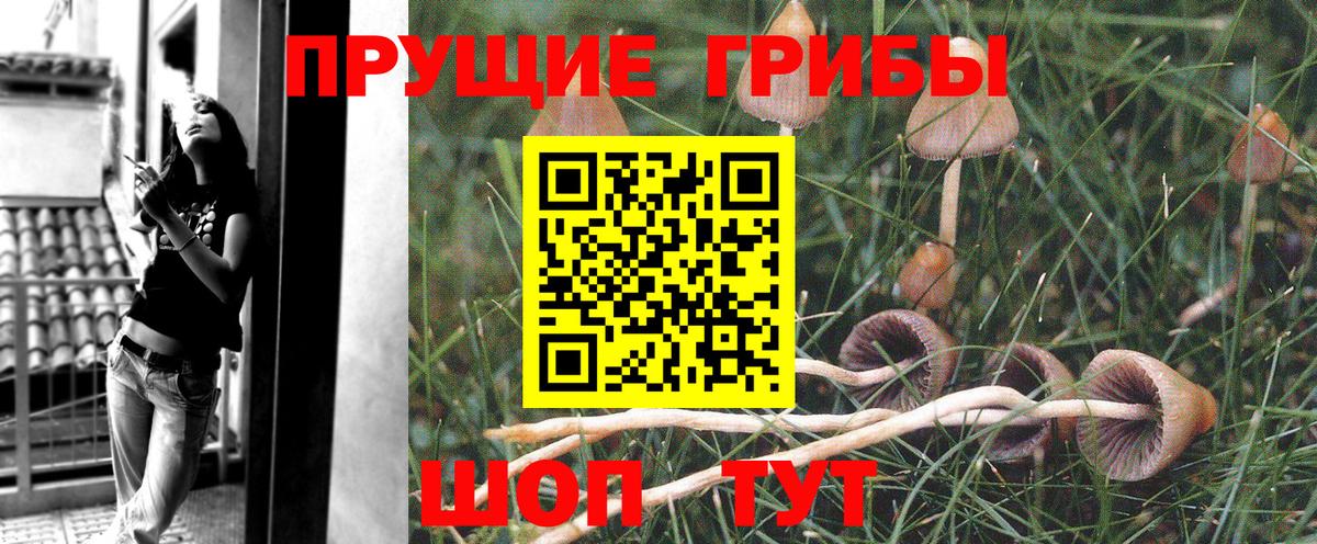 Галлюциногенные грибы Psilocybe Нижний Новгород